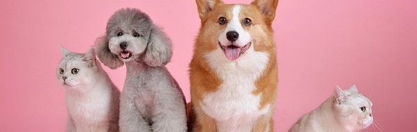 Conscience des animaux: la science évolue