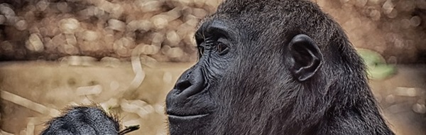 Jane Goodall parle "en singe" pour sensibiliser à la protection climatique
