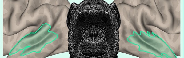 Brains recognise voices of primate cousins