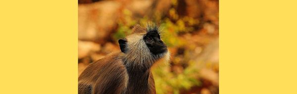 Comprendre les comportements des singes vervets