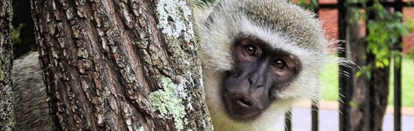Dogs, chimpanzees, humans: Who understands whom?