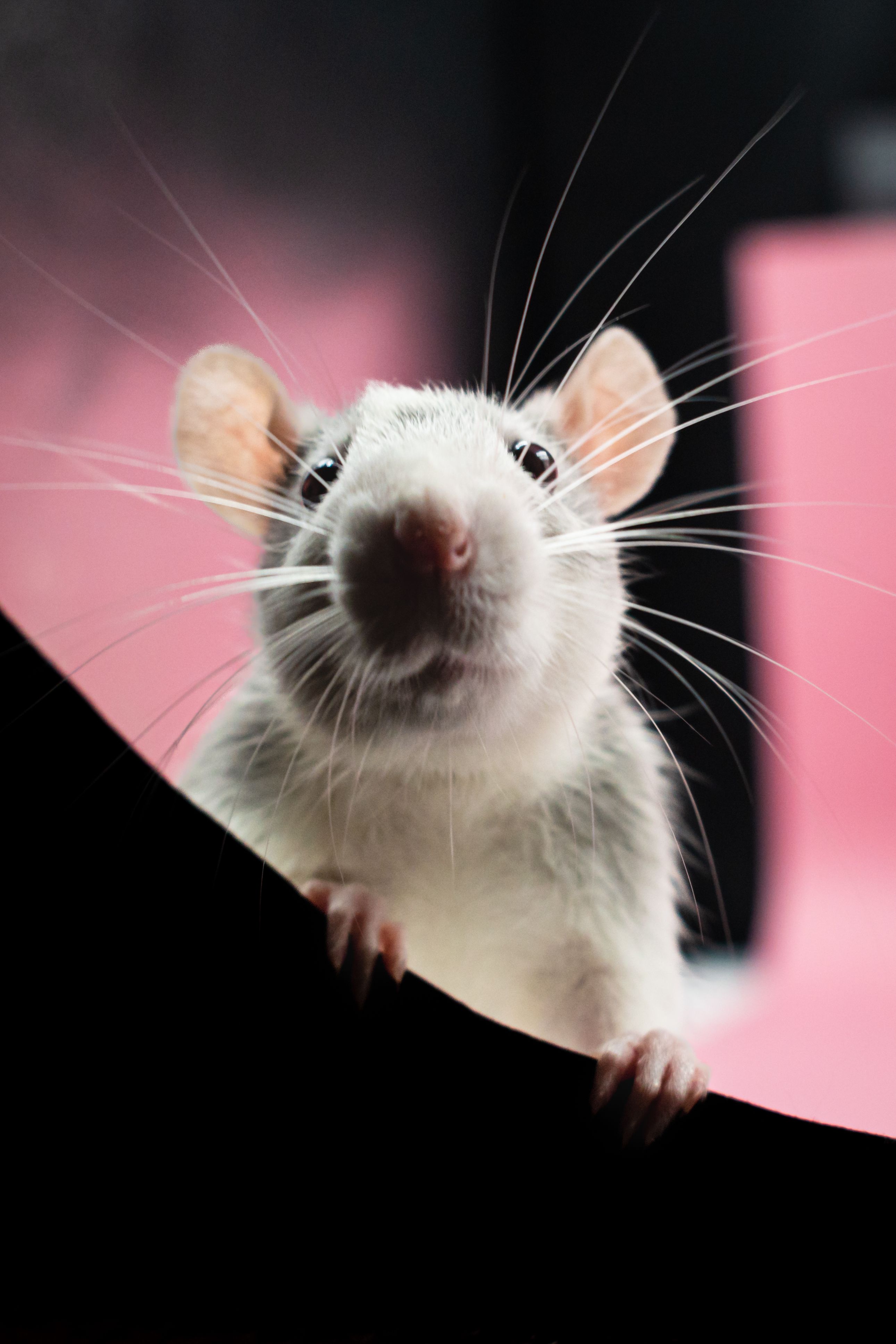 La Madeleine de Proust réjouit les souris