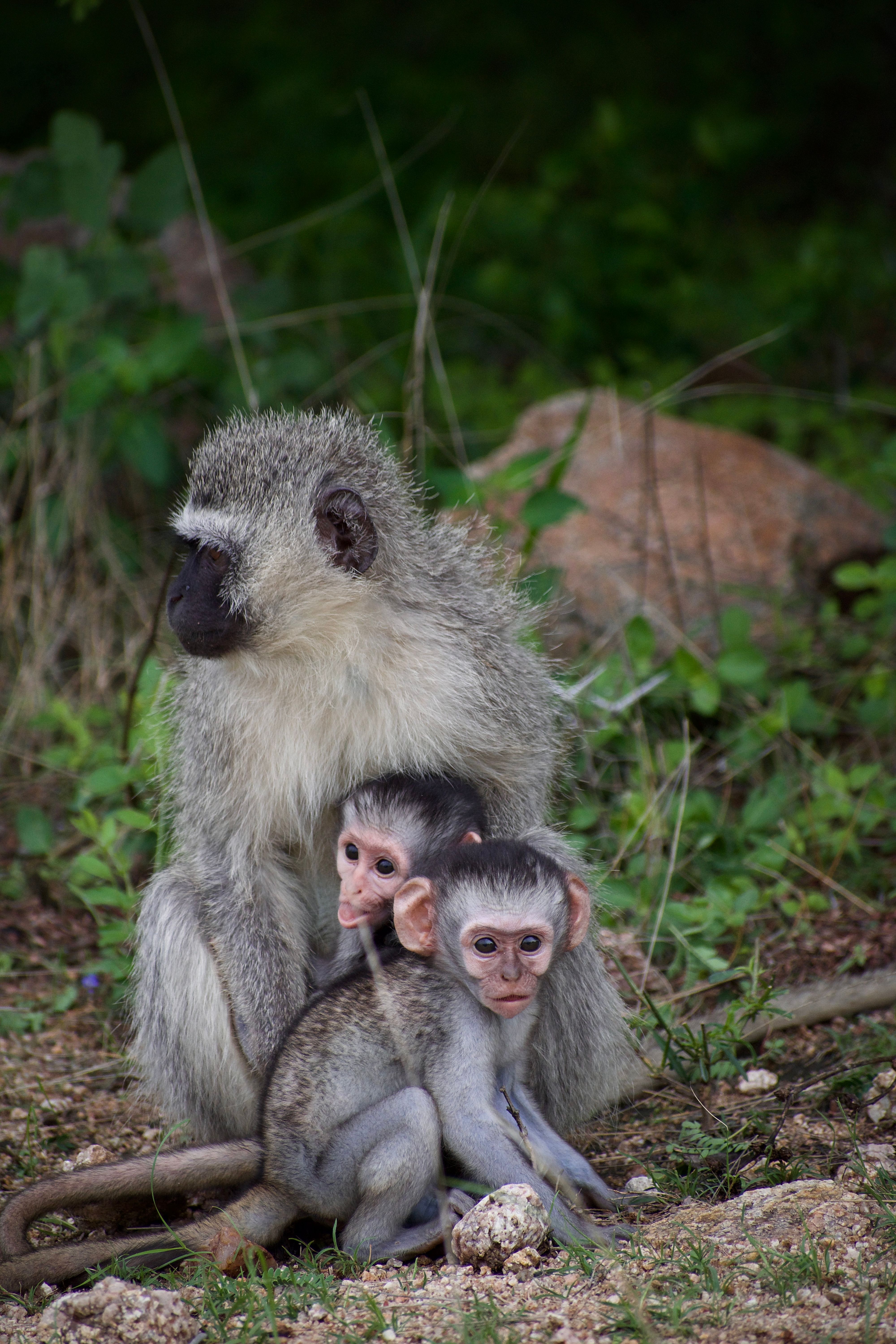Parole de singes